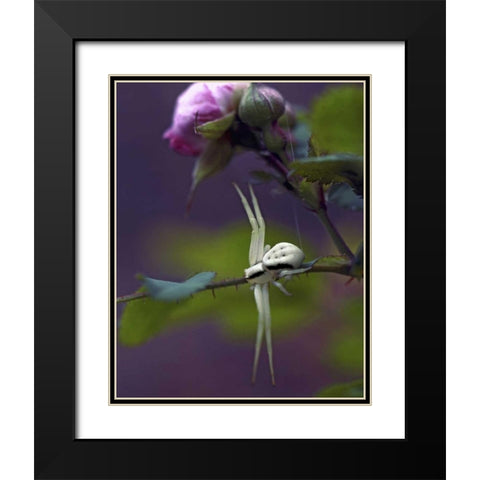 OR, Multnomah Co Crab spider on wild rose Black Modern Wood Framed Art Print with Double Matting by Terrill, Steve