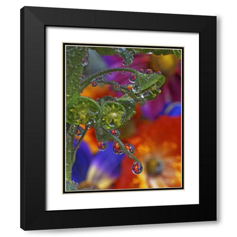 OR, Multnomah Co, Garden flowers reflect in dew Black Modern Wood Framed Art Print with Double Matting by Terrill, Steve