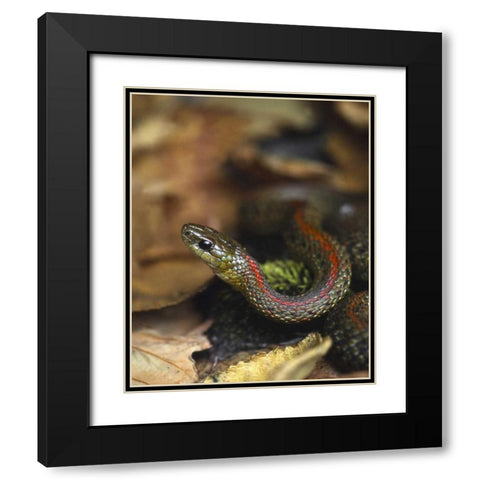 Oregon, Multnomah County Garter snake in garden Black Modern Wood Framed Art Print with Double Matting by Terrill, Steve