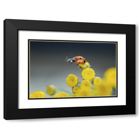 OR, Multnomah Co Ladybug on yellow tansy flower Black Modern Wood Framed Art Print with Double Matting by Terrill, Steve