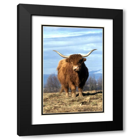 OR, Multnomah Co, Highland cow on ranch Black Modern Wood Framed Art Print with Double Matting by Terrill, Steve