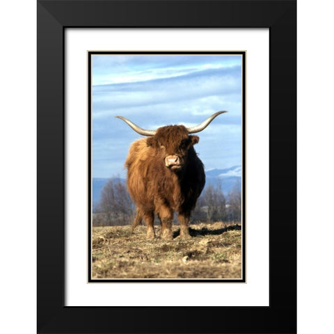 OR, Multnomah Co, Highland cow on ranch Black Modern Wood Framed Art Print with Double Matting by Terrill, Steve