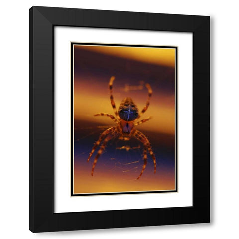 OR, Portland Common garden spider illuminated Black Modern Wood Framed Art Print with Double Matting by Terrill, Steve