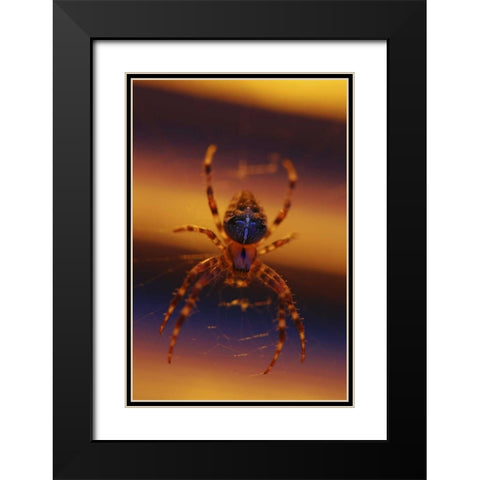 OR, Portland Common garden spider illuminated Black Modern Wood Framed Art Print with Double Matting by Terrill, Steve