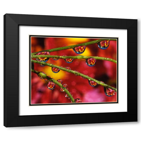 OR, Portland Garden flowers reflect in dewdrops Black Modern Wood Framed Art Print with Double Matting by Terrill, Steve