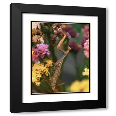 OR, Portland Praying mantis on statice plant Black Modern Wood Framed Art Print with Double Matting by Terrill, Steve