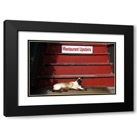 OR, Portland Siamese cat sunning itself Black Modern Wood Framed Art Print with Double Matting by Terrill, Steve