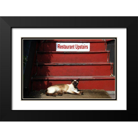 OR, Portland Siamese cat sunning itself Black Modern Wood Framed Art Print with Double Matting by Terrill, Steve