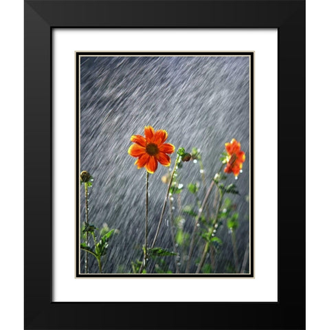 OR, Portland Sunlight on dahlia flower Black Modern Wood Framed Art Print with Double Matting by Terrill, Steve