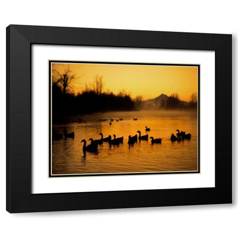 OR, Portland Waterfowl in Columbia Slough, Black Modern Wood Framed Art Print with Double Matting by Terrill, Steve