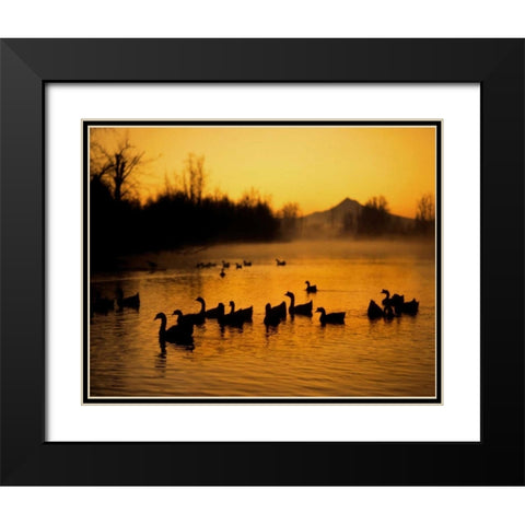 OR, Portland Waterfowl in Columbia Slough, Black Modern Wood Framed Art Print with Double Matting by Terrill, Steve