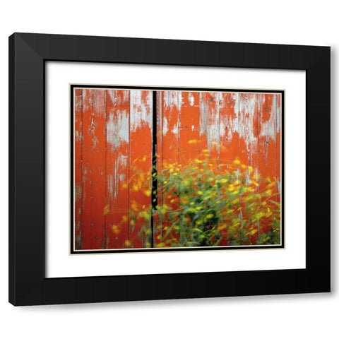 OR, Wallowa Co, Wind blowing wild mustard plant Black Modern Wood Framed Art Print with Double Matting by Terrill, Steve