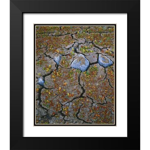OR, Warner Valley Curly dock plants grow Black Modern Wood Framed Art Print with Double Matting by Terrill, Steve