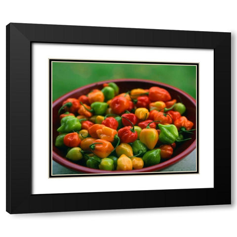 OR, Willamette Valley Fresh habanero peppers Black Modern Wood Framed Art Print with Double Matting by Terrill, Steve
