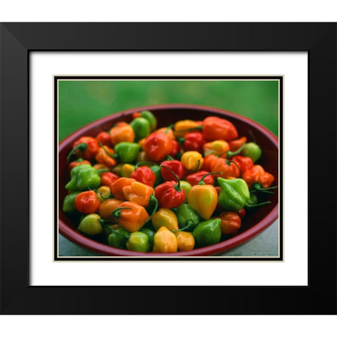 OR, Willamette Valley Fresh habanero peppers Black Modern Wood Framed Art Print with Double Matting by Terrill, Steve