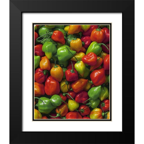 OR, Willamette Valley Fresh habanero peppers Black Modern Wood Framed Art Print with Double Matting by Terrill, Steve