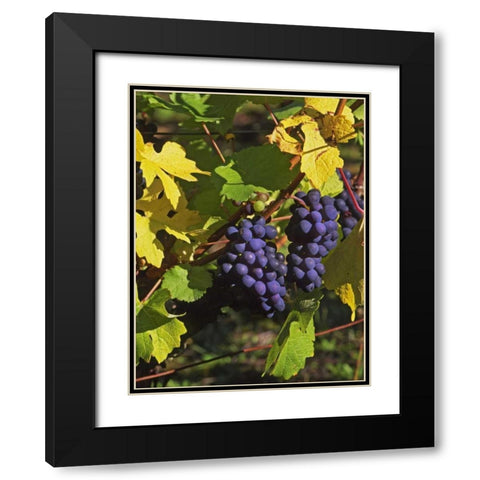 OR, Willamette Valley Pinot noir grapes Black Modern Wood Framed Art Print with Double Matting by Terrill, Steve