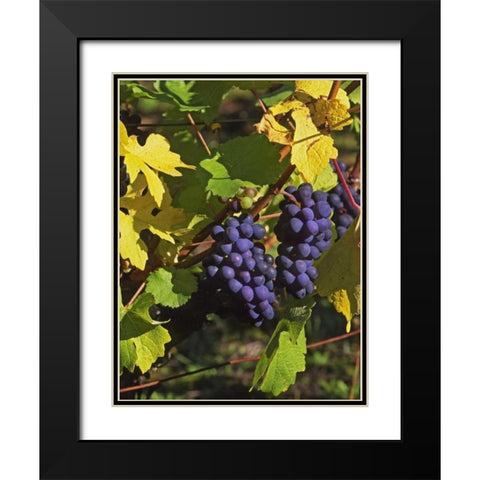 OR, Willamette Valley Pinot noir grapes Black Modern Wood Framed Art Print with Double Matting by Terrill, Steve