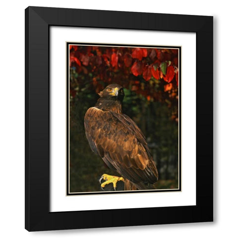 USA, Oregon Portrait of red-tailed hawk Black Modern Wood Framed Art Print with Double Matting by Terrill, Steve