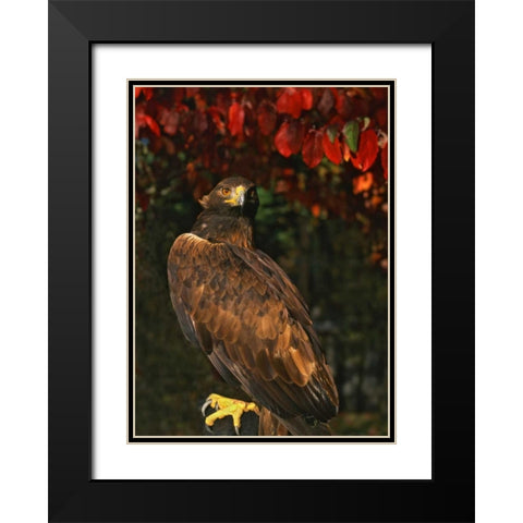 USA, Oregon Portrait of red-tailed hawk Black Modern Wood Framed Art Print with Double Matting by Terrill, Steve