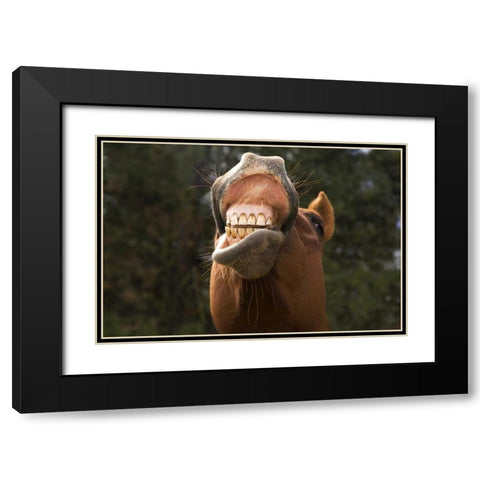 OR, Seneca A horse showing his teeth Black Modern Wood Framed Art Print with Double Matting by Kaveney, Wendy