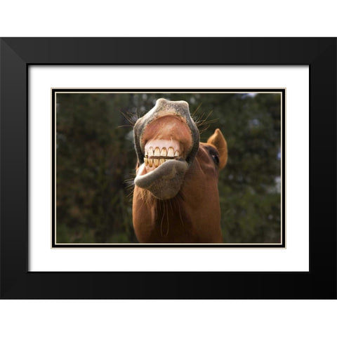 OR, Seneca A horse showing his teeth Black Modern Wood Framed Art Print with Double Matting by Kaveney, Wendy