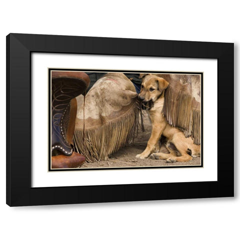 OR, Seneca A puppy chewing cowboys chaps Black Modern Wood Framed Art Print with Double Matting by Kaveney, Wendy
