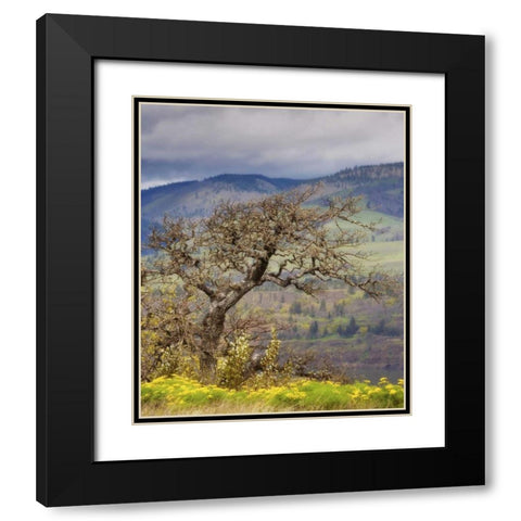 OR, Columbia Gorge, Tom McCall Preserve Oak tree Black Modern Wood Framed Art Print with Double Matting by Paulson, Don