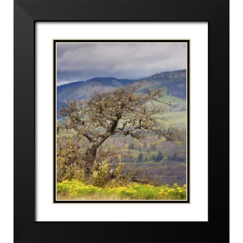 OR, Columbia Gorge, Tom McCall Preserve Oak tree Black Modern Wood Framed Art Print with Double Matting by Paulson, Don