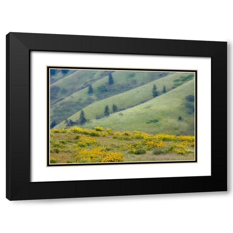 OR, Columbia Gorge Green hills with balsamroot Black Modern Wood Framed Art Print with Double Matting by Paulson, Don