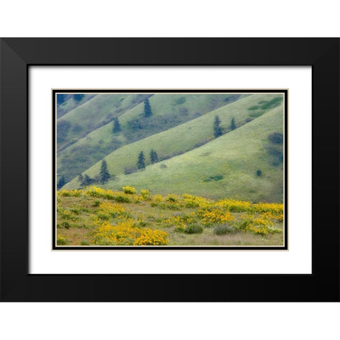 OR, Columbia Gorge Green hills with balsamroot Black Modern Wood Framed Art Print with Double Matting by Paulson, Don