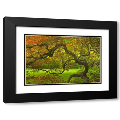 OR, Salem Dramatically contorted Japanese maple Black Modern Wood Framed Art Print with Double Matting by Paulson, Don