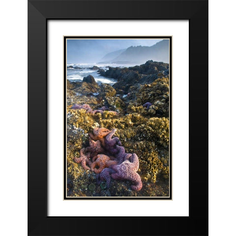 OR, Strawberry Hill Starfish at low tide  Black Modern Wood Framed Art Print with Double Matting by Rotenberg, Nancy
