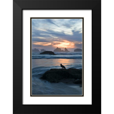OR, Bandon Beach Seagull silhouette at sunset Black Modern Wood Framed Art Print with Double Matting by Rotenberg, Nancy