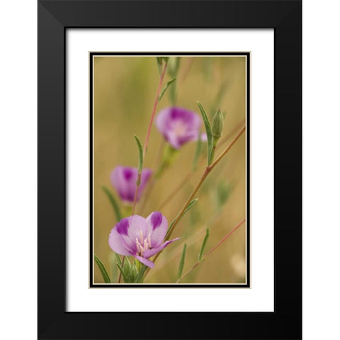 Oregon, Medford Farewell-to-spring wildflowers Black Modern Wood Framed Art Print with Double Matting by Paulson, Don