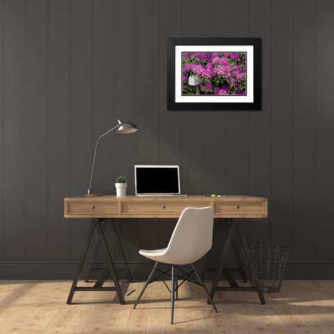 OR,Salem Rhododendrons surround mailbox Black Modern Wood Framed Art Print with Double Matting by Paulson, Don