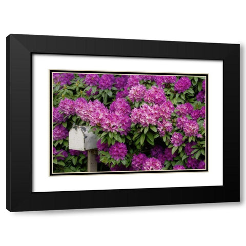 OR,Salem Rhododendrons surround mailbox Black Modern Wood Framed Art Print with Double Matting by Paulson, Don