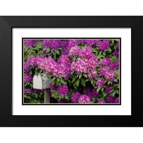 OR,Salem Rhododendrons surround mailbox Black Modern Wood Framed Art Print with Double Matting by Paulson, Don