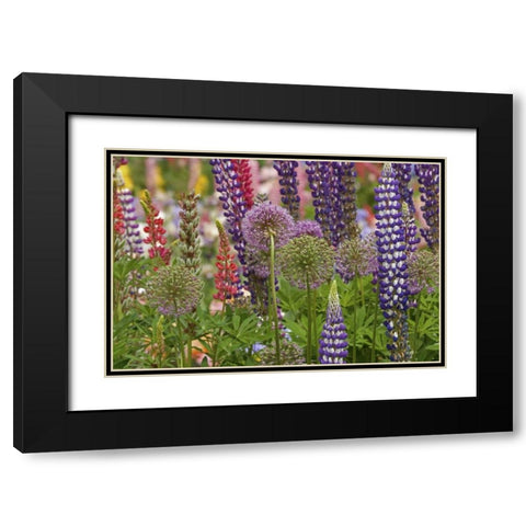 Oregon,Salem Flowers at Schreiners Iris Garden Black Modern Wood Framed Art Print with Double Matting by Paulson, Don