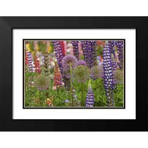 Oregon,Salem Flowers at Schreiners Iris Garden Black Modern Wood Framed Art Print with Double Matting by Paulson, Don