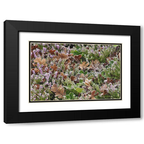 OR, Portland Frost on heather shrub in garden Black Modern Wood Framed Art Print with Double Matting by Terrill, Steve