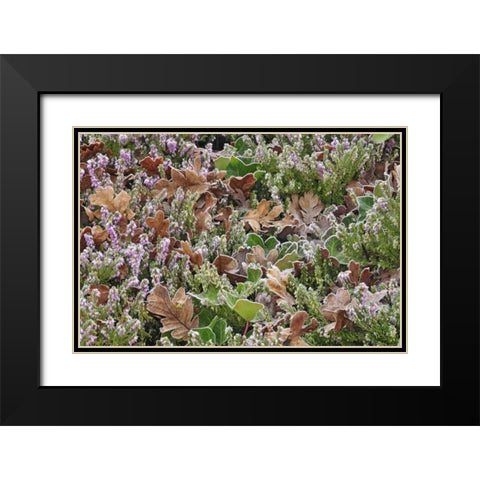 OR, Portland Frost on heather shrub in garden Black Modern Wood Framed Art Print with Double Matting by Terrill, Steve