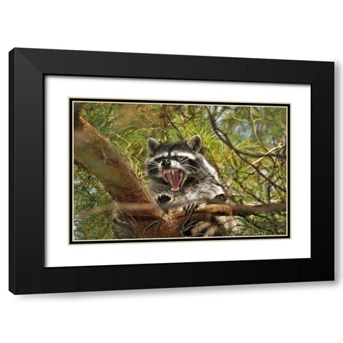 OR, Portland Raccoon yawns in a tree limb Black Modern Wood Framed Art Print with Double Matting by Terrill, Steve