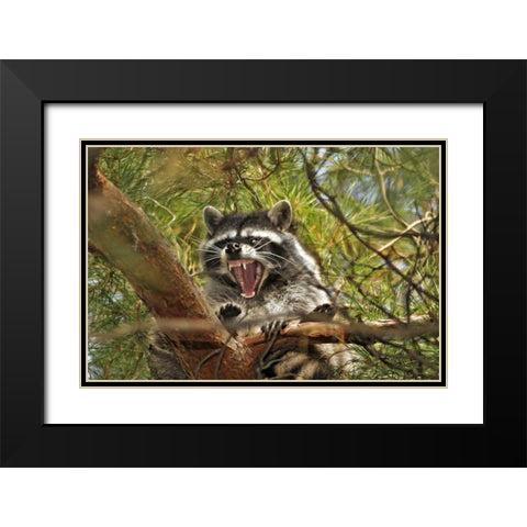 OR, Portland Raccoon yawns in a tree limb Black Modern Wood Framed Art Print with Double Matting by Terrill, Steve