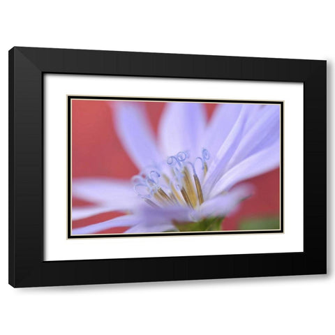 Oregon, Portland Close-up of wild chicory flower Black Modern Wood Framed Art Print with Double Matting by Terrill, Steve