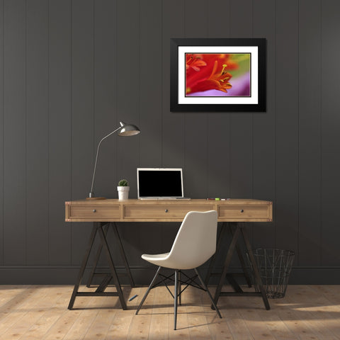 Oregon, Portland Coral honeysuckle flowers Black Modern Wood Framed Art Print with Double Matting by Terrill, Steve