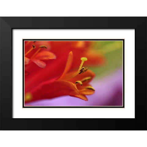 Oregon, Portland Coral honeysuckle flowers Black Modern Wood Framed Art Print with Double Matting by Terrill, Steve