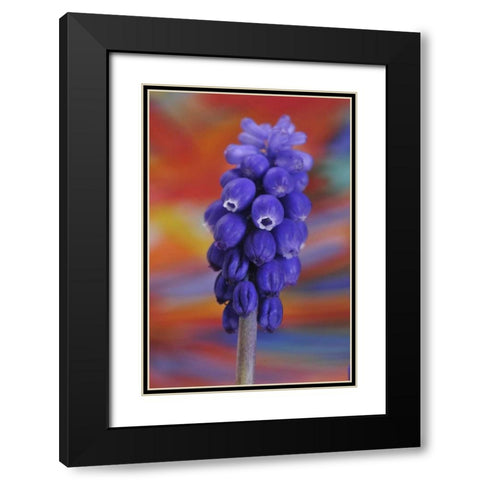 Oregon, Portland Blue grape hyacinth flower Black Modern Wood Framed Art Print with Double Matting by Terrill, Steve