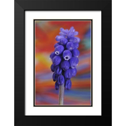 Oregon, Portland Blue grape hyacinth flower Black Modern Wood Framed Art Print with Double Matting by Terrill, Steve