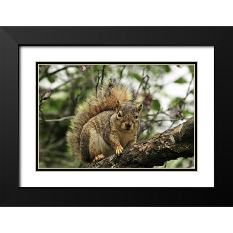 OR, Portland Gray squirrel resting on branch Black Modern Wood Framed Art Print with Double Matting by Terrill, Steve